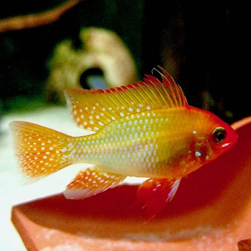 Mikrogeophagus ramirezi gold - Cichlidé nain de ramirez doré L